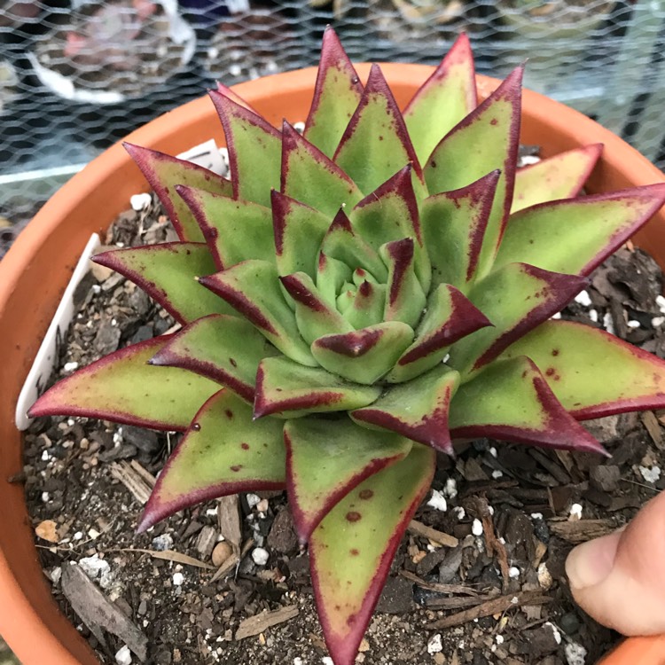 plant image 814872 plant image 814872