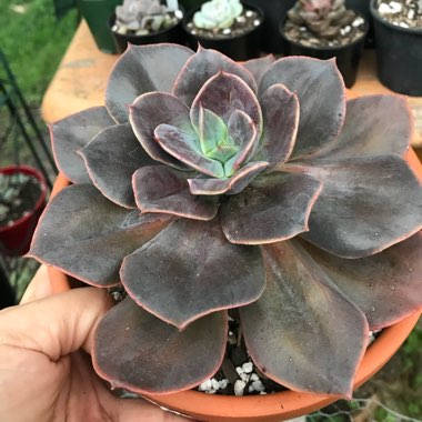 Echeveria Blue Metal