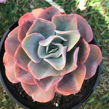 Echeveria Brilliant