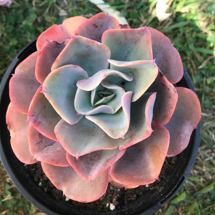 Plant image Echeveria Brilliant