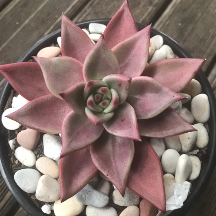 plant image 839681
