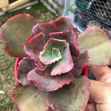 Echeveria Dick's Pink