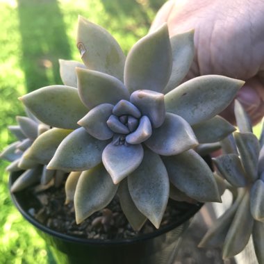 Graptopetalum Rose Queen