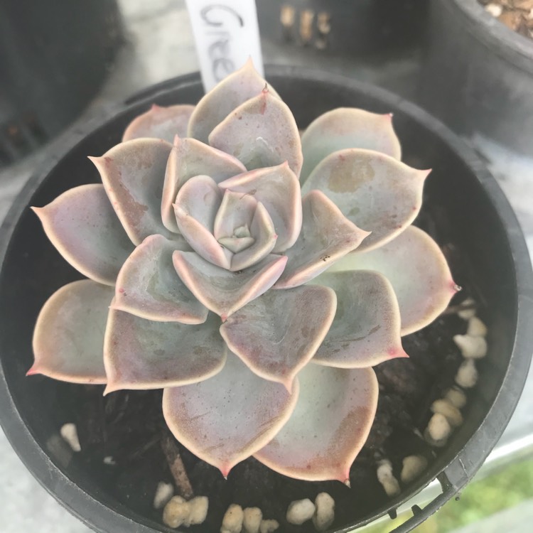 Plant image Echeveria Green Pearl