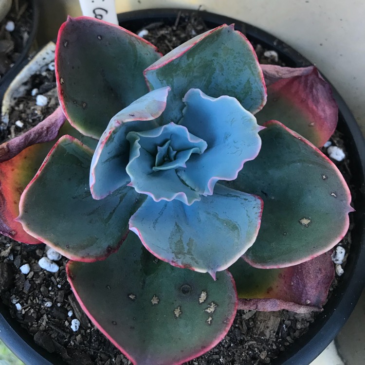 plant image 840703