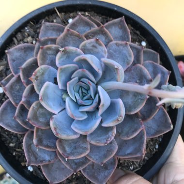 Echeveria Orion