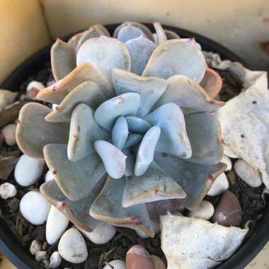 Echeveria Exotic