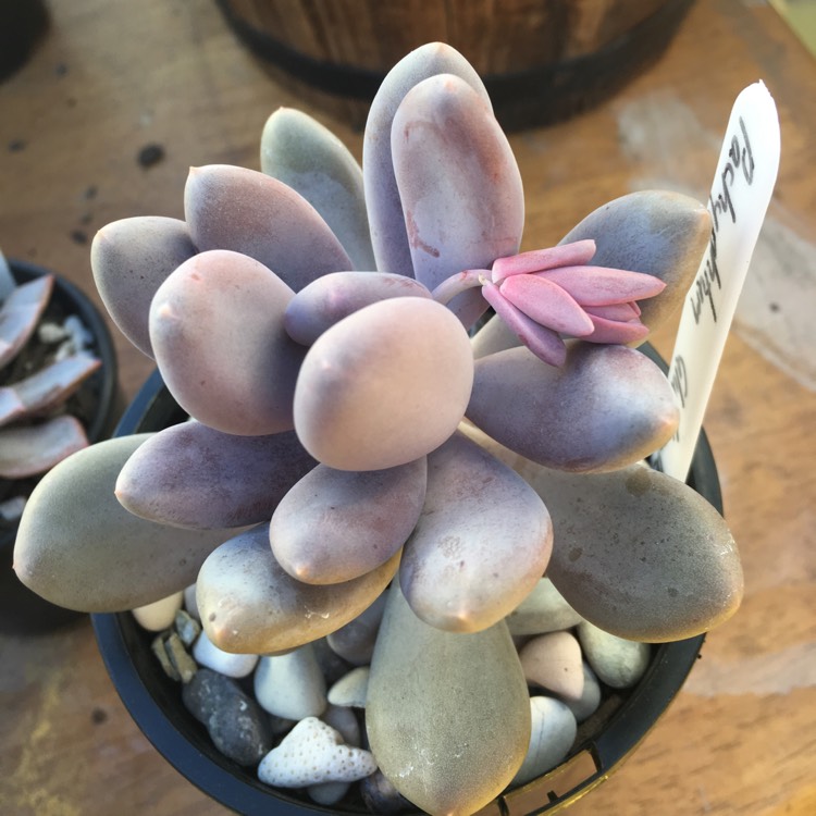 plant image 840715 plant image 840715