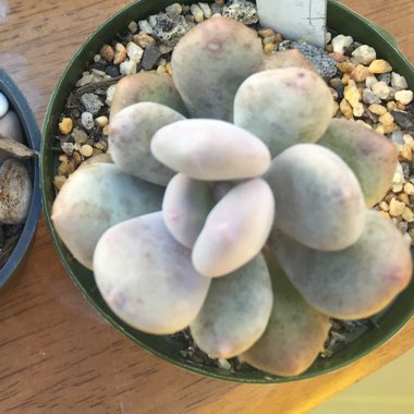 Pachyphytum Blue Haze