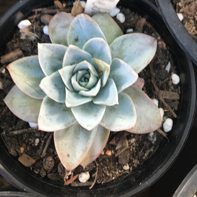 plant image 840740 plant image 840740