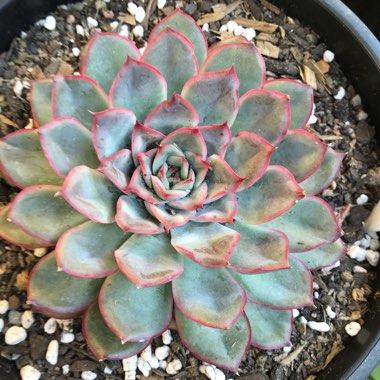 Echeveria Hercules
