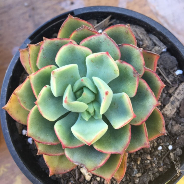 Plant image Echeveria Graessneri