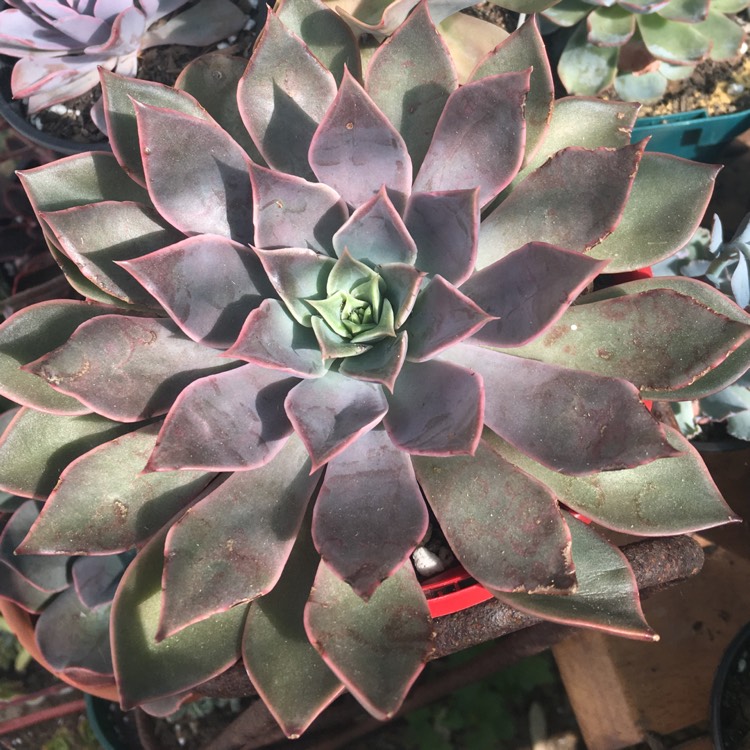 Plant image Echeveria Mensa