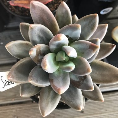 xSedeveria Blue Mist