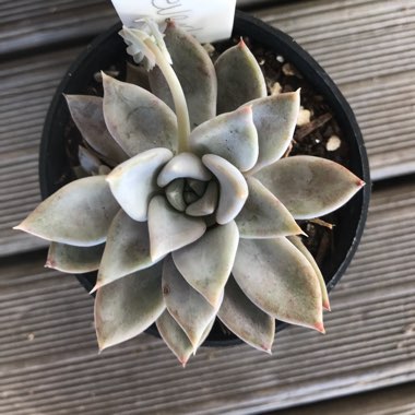 Echeveria Beverley