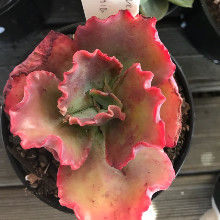 Plant image Echeveria Virginia lee