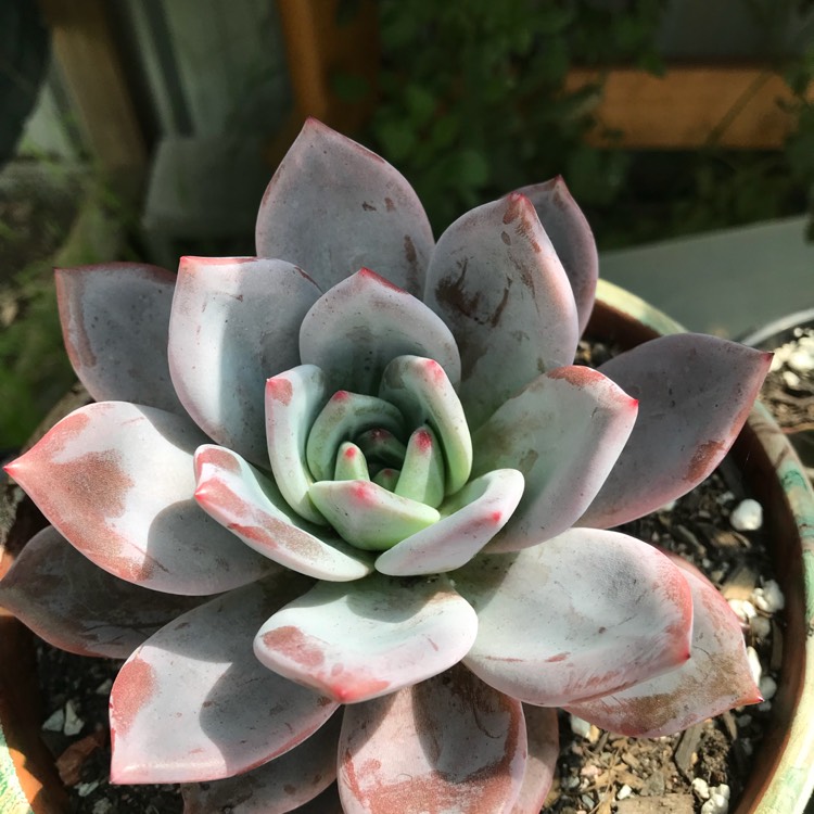 plant image 894546