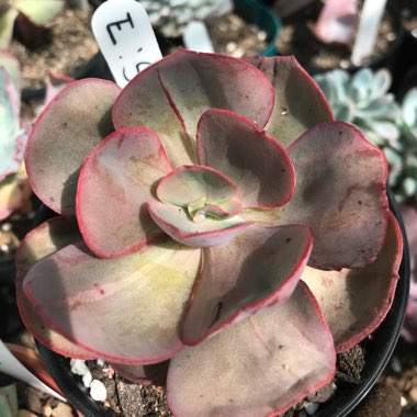 Echeveria Suyon