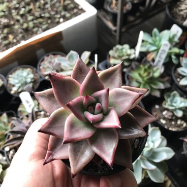 Echeveria Agavoides Romeo