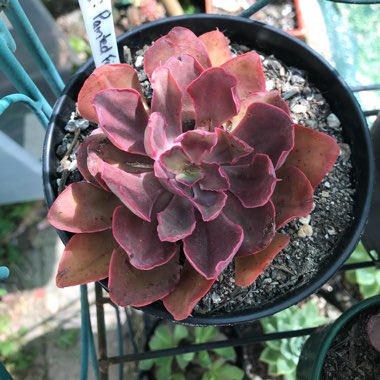 Echeveria Painted Frills