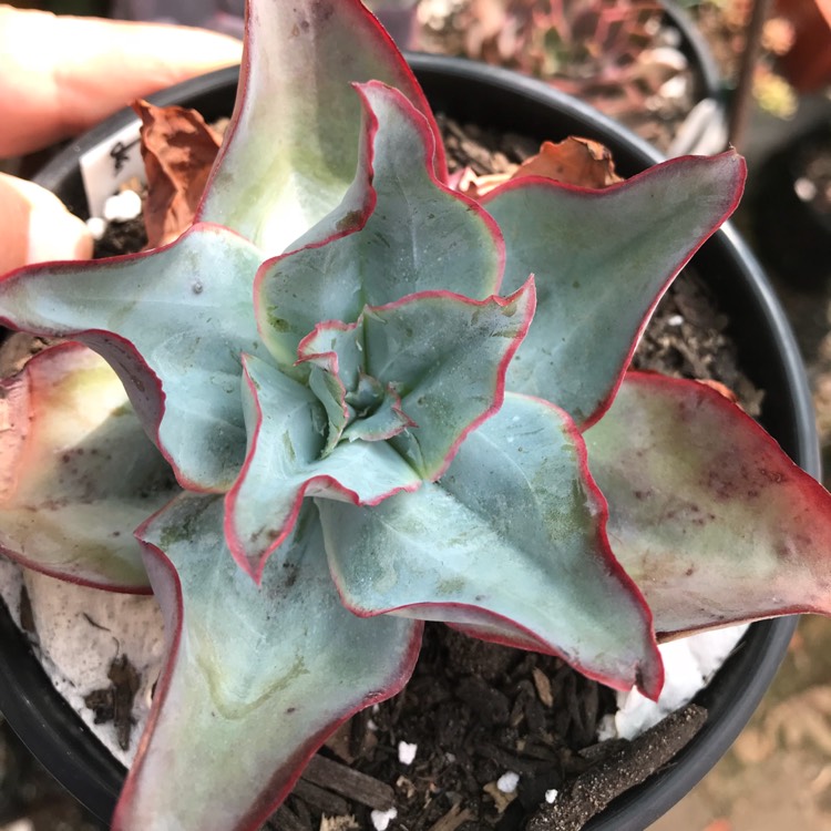 Plant image Echeveria Subrigida