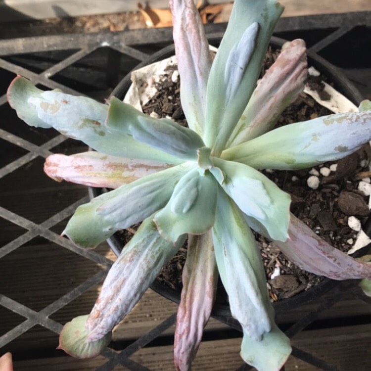 plant image 916804