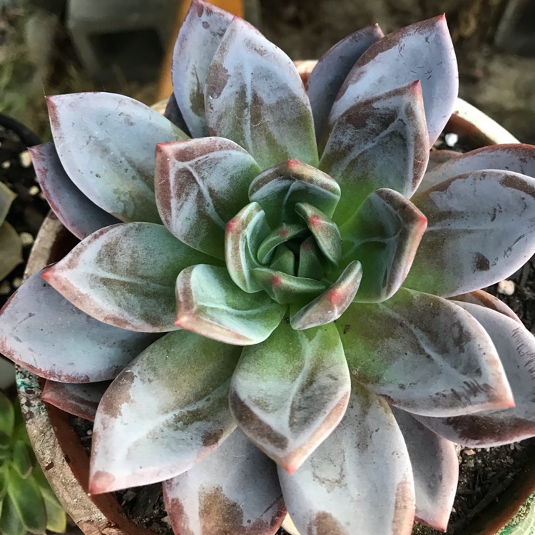 Plant image Echeveria Big O