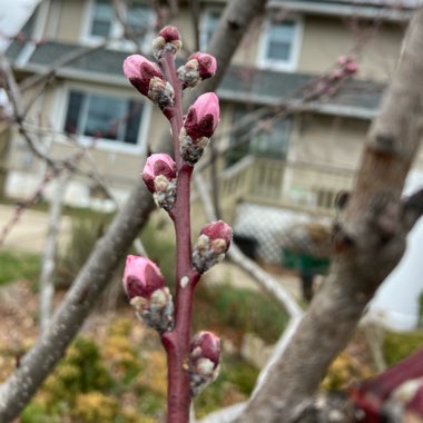 Prunus persica