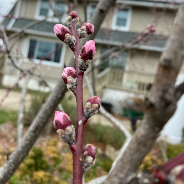 plant image 1253569