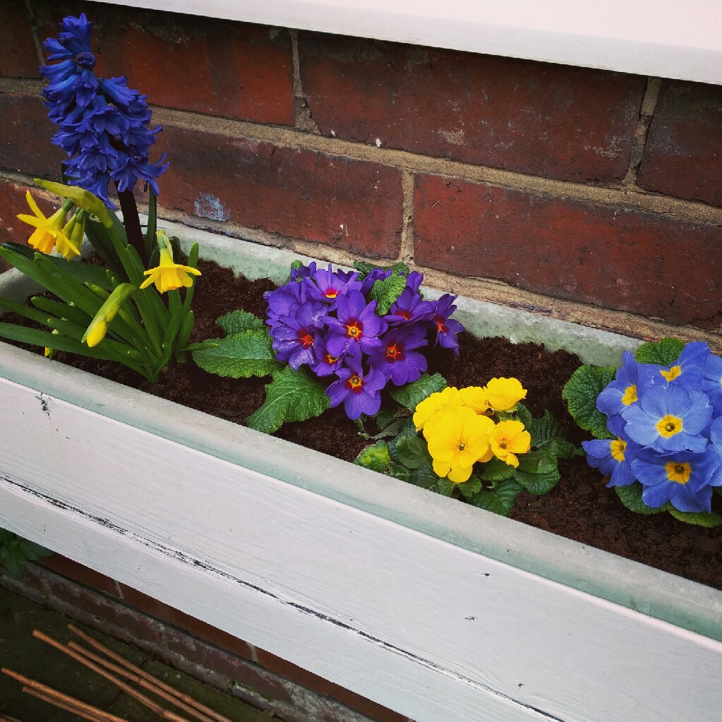 Libby's garden