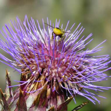 Cynara Scolymus
