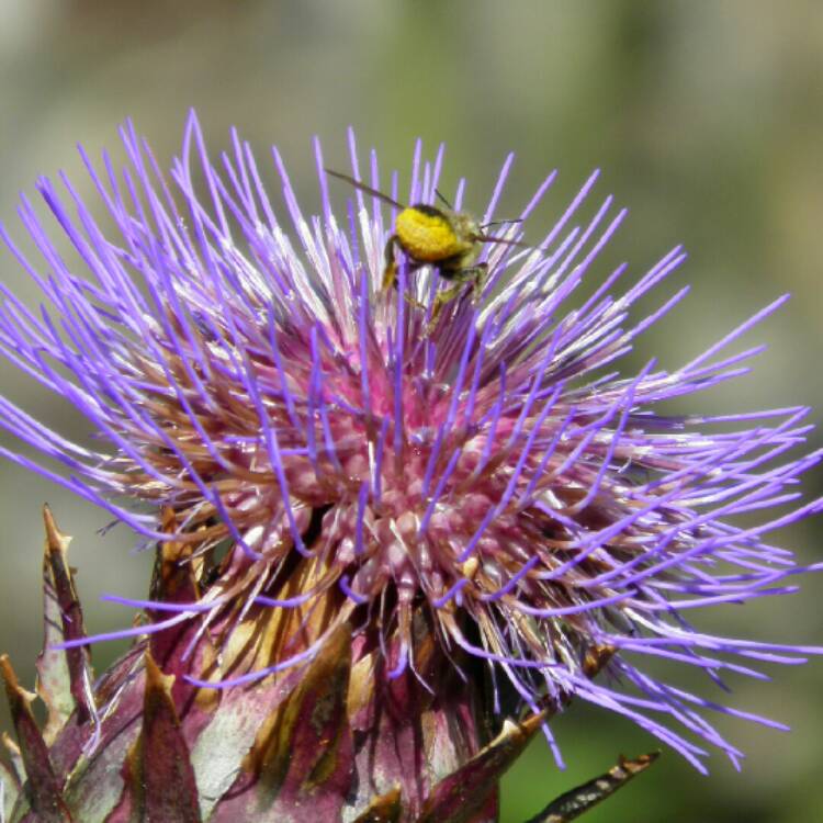 plant image 1173997
