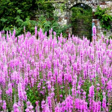 Balkan Clary Sage 'Caradonna'