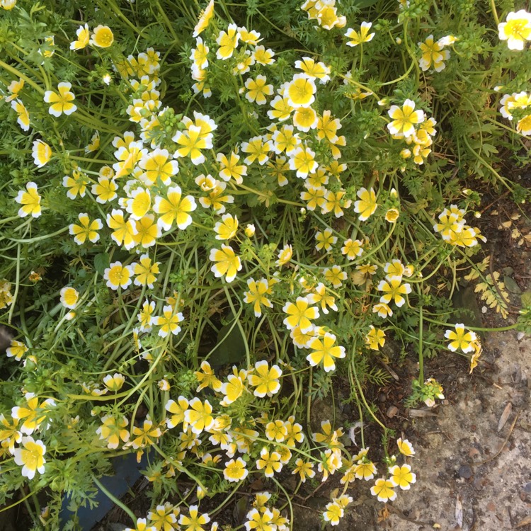 plant image 1030568