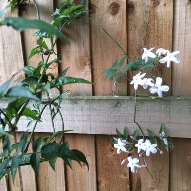 Trachelospermum jasminoides