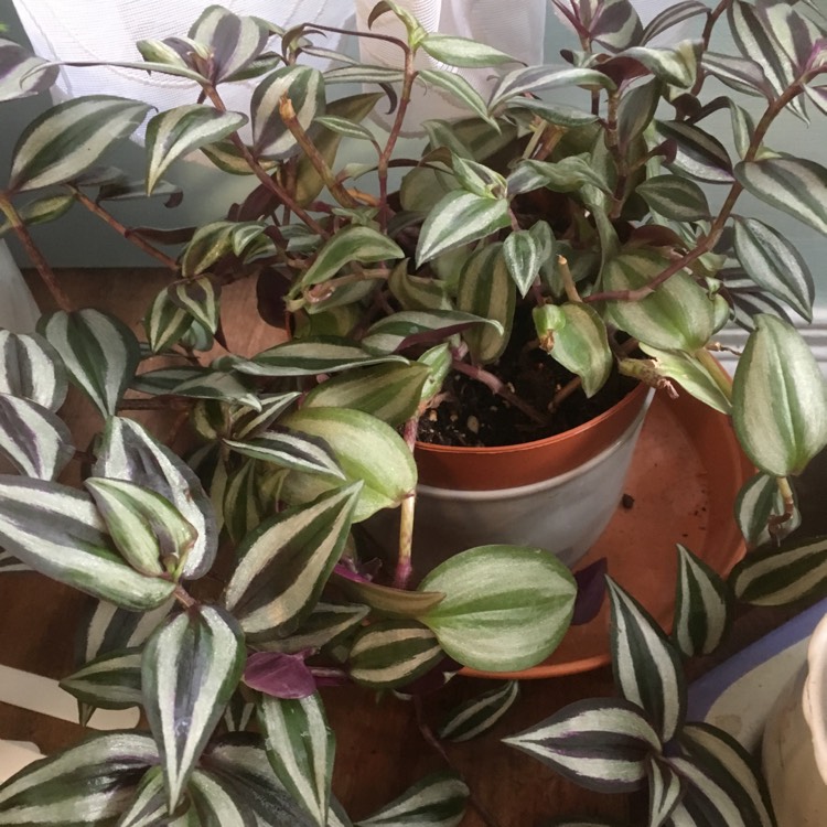 plant image 1071257