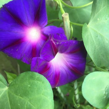 Ipomoea indica
