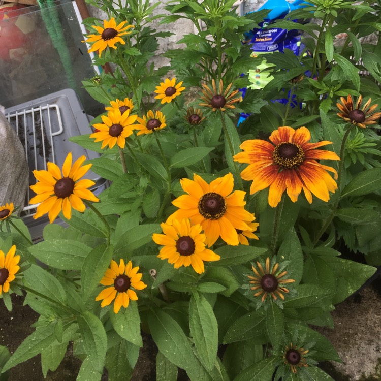 Plant image Rudbeckia hirta 'Rustic Dwarf Mix'