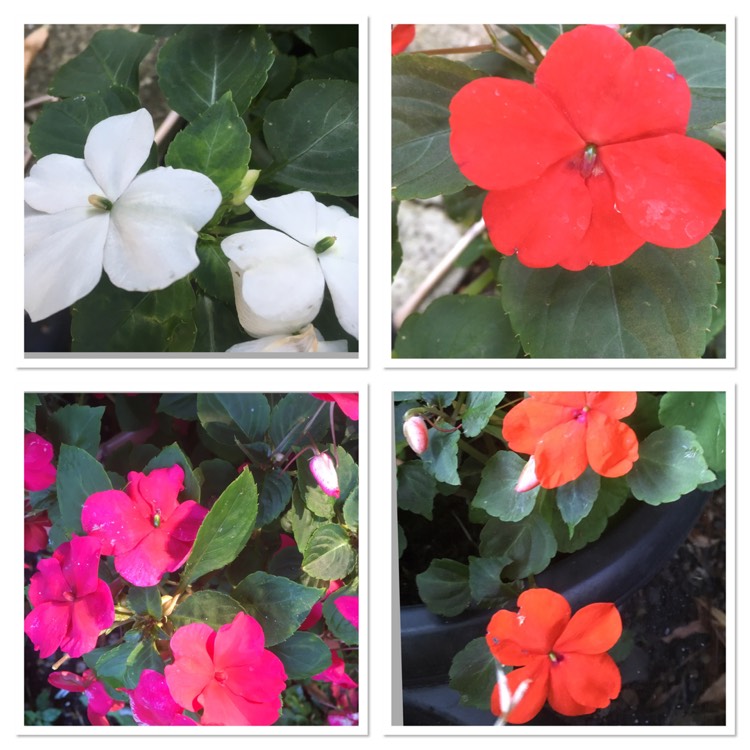 plant image 1150264