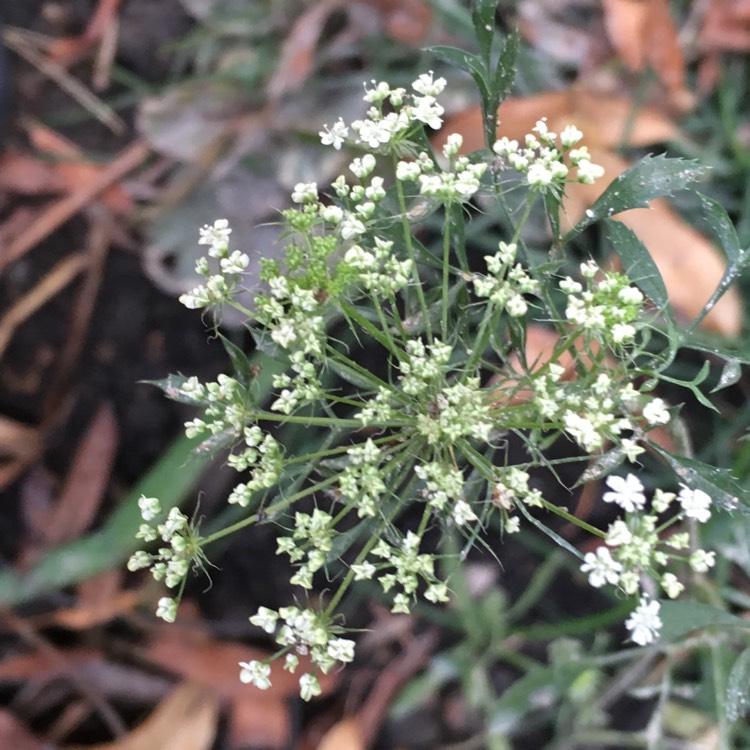 Plant image Ammi visnaga