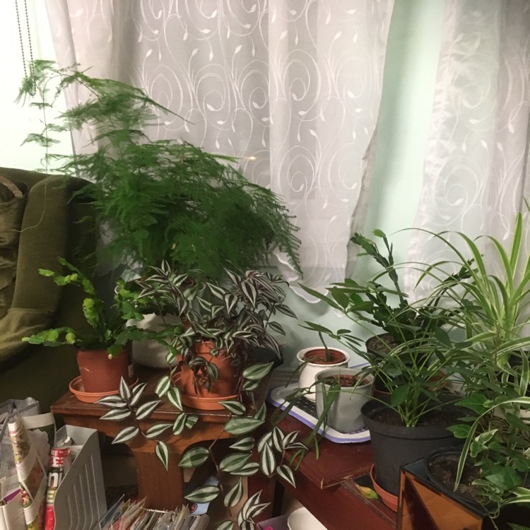 plant image 1173802