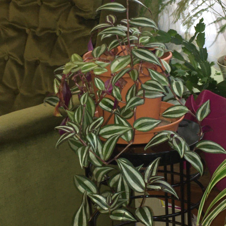 plant image 1223023