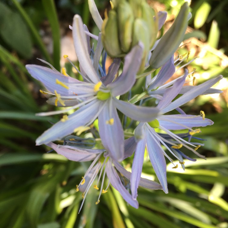 Plant image Camassia 'Blue Heaven'