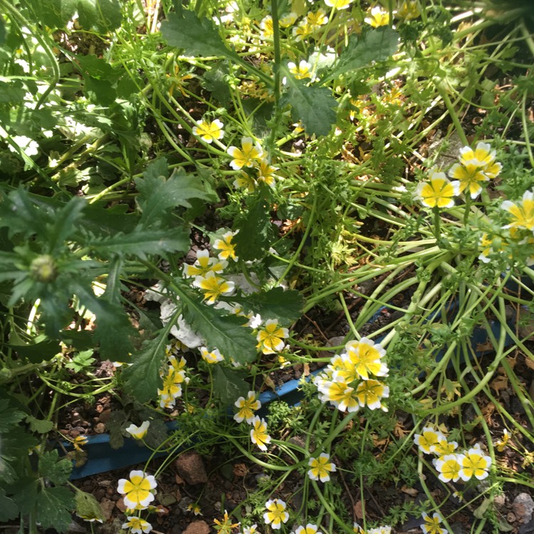 plant image 1302132