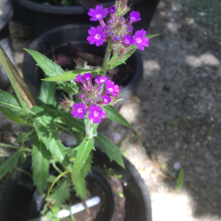 plant image 1313299