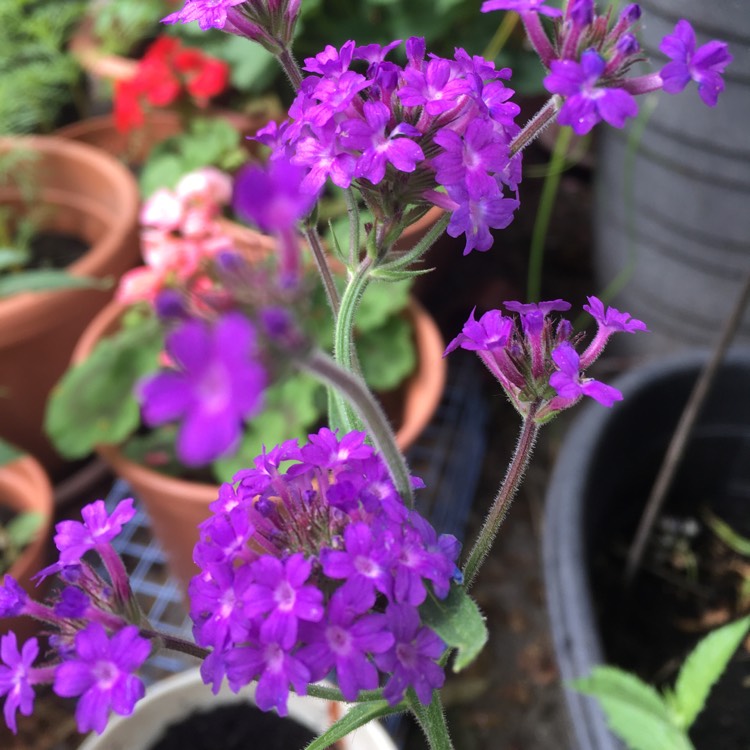 plant image 1326095