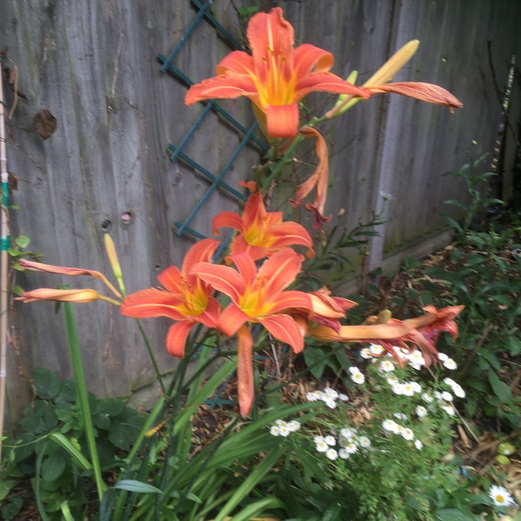 plant image 1344093 plant image 1344093
