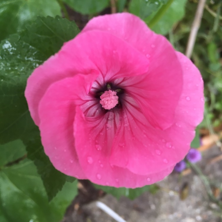 plant image 1358603