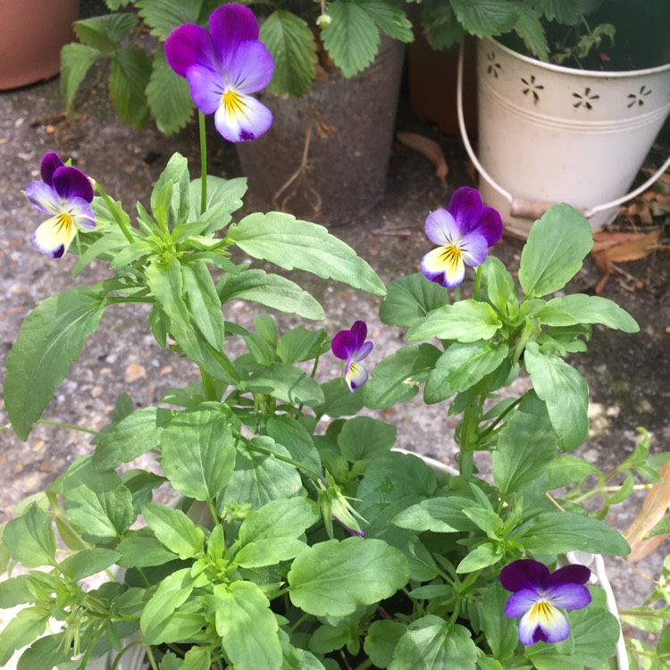 Plant image Viola tricolor 'Heartsease Yellow'