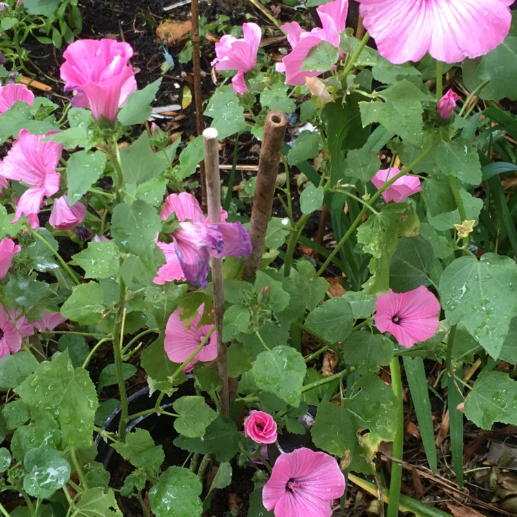 plant image 1393852